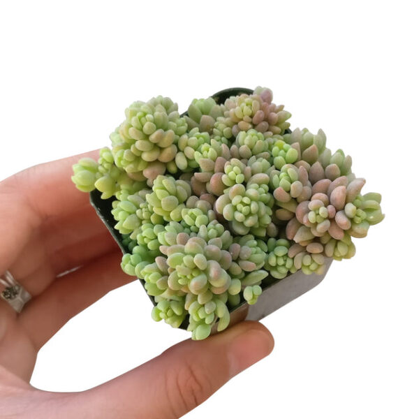Sedum Minor Succulent - Image 4