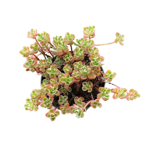 Sedum Tricolor Spurium - Image 7