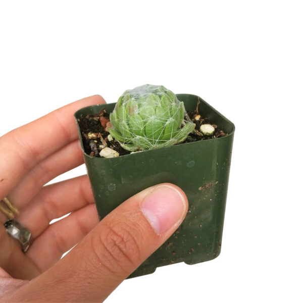 Sempervivum Cobweb Hens and Chicks - Image 4