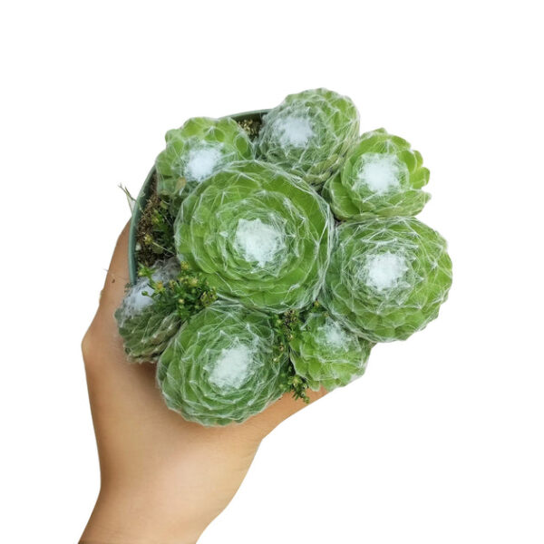 Sempervivum Cobweb Hens and Chicks - Image 8
