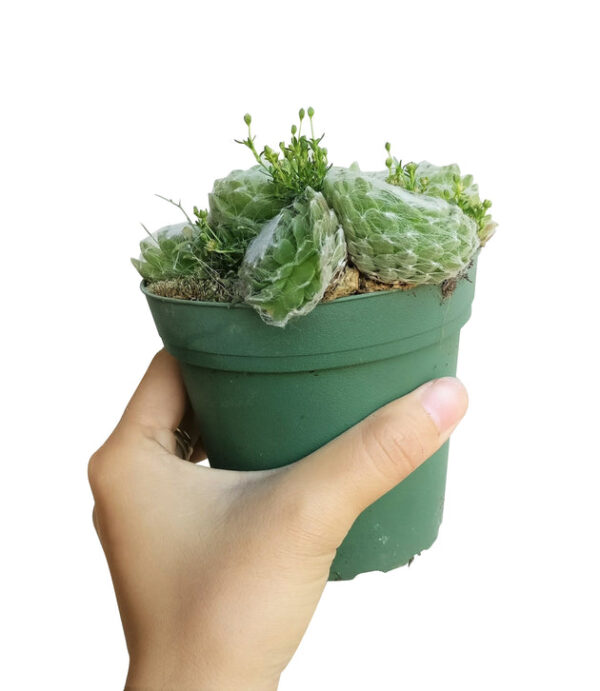 Sempervivum Cobweb Hens and Chicks - Image 7