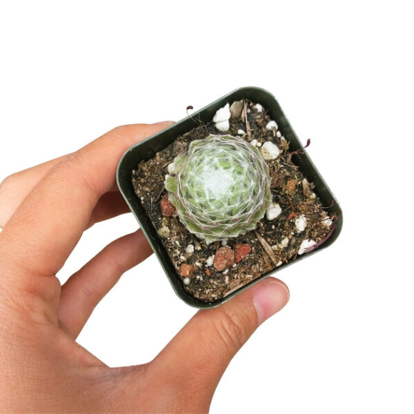 Sempervivum Cobweb Hens and Chicks - Image 3