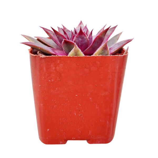 Sempervivum Red Lion - Image 4