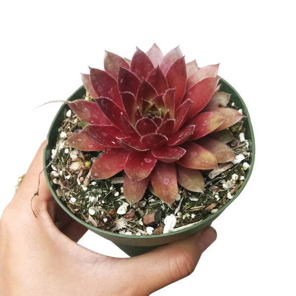 Sempervivum Red Lion - Image 6