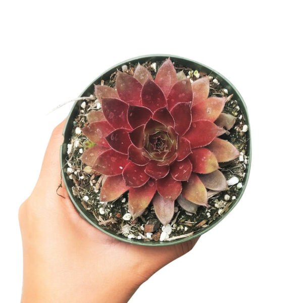 Sempervivum Red Lion - Image 5