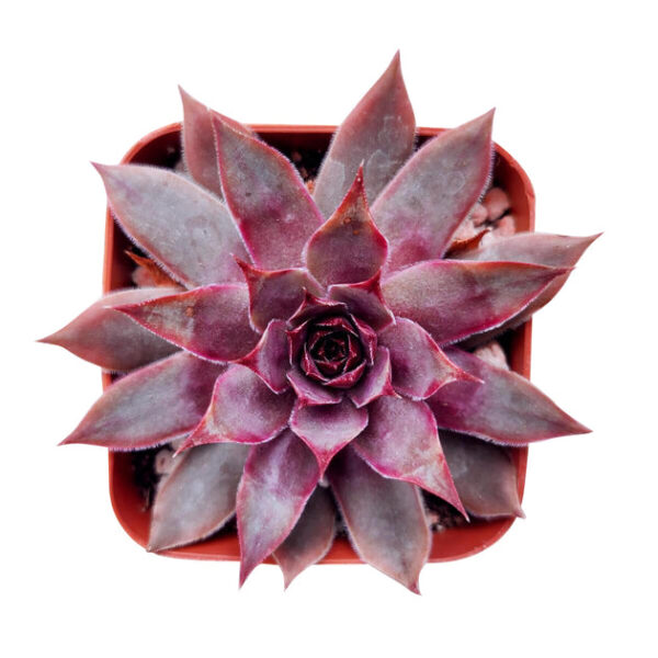 Sempervivum Red Lion - Image 3