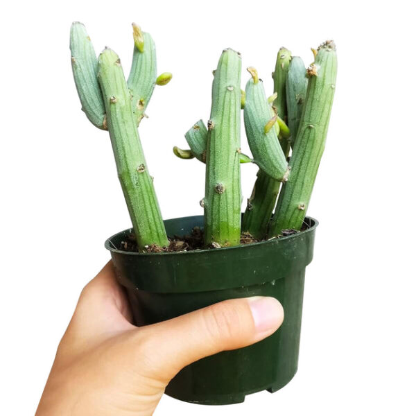 Senecio anteuphorbium Swizzle Sticks - Image 5
