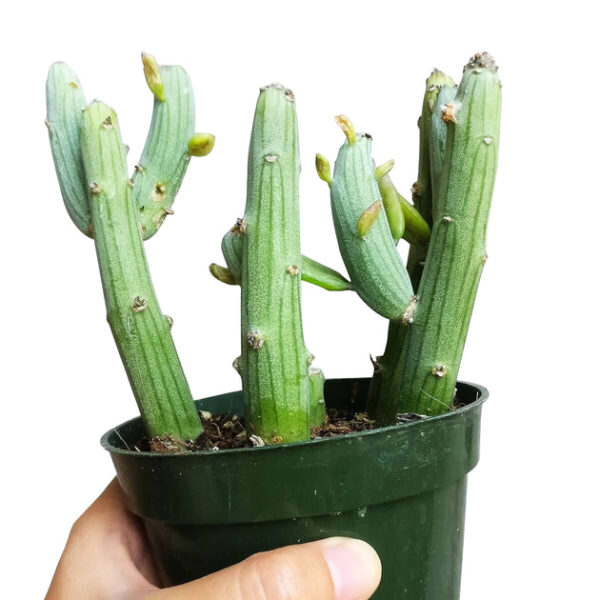 Senecio anteuphorbium Swizzle Sticks - Image 4