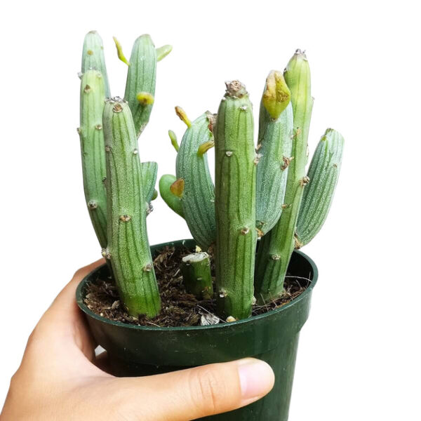 Senecio anteuphorbium Swizzle Sticks - Image 3