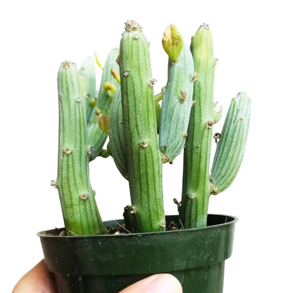 Senecio anteuphorbium Swizzle Sticks - Image 6