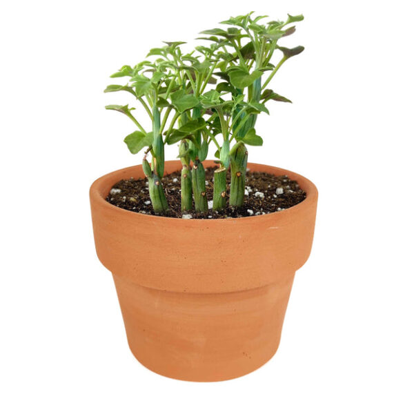 SENECIO Articulatus Candle Plant - Image 7
