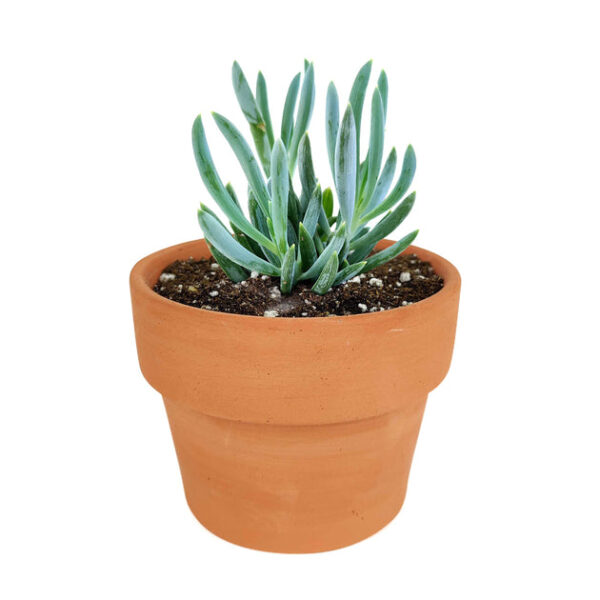Senecio Blue Chalk Sticks - Image 8