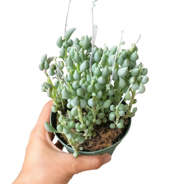 Senecio Citriformis Succulents - Image 2