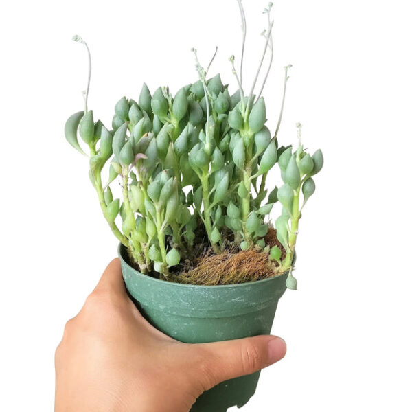 Senecio Citriformis Succulents - Image 3