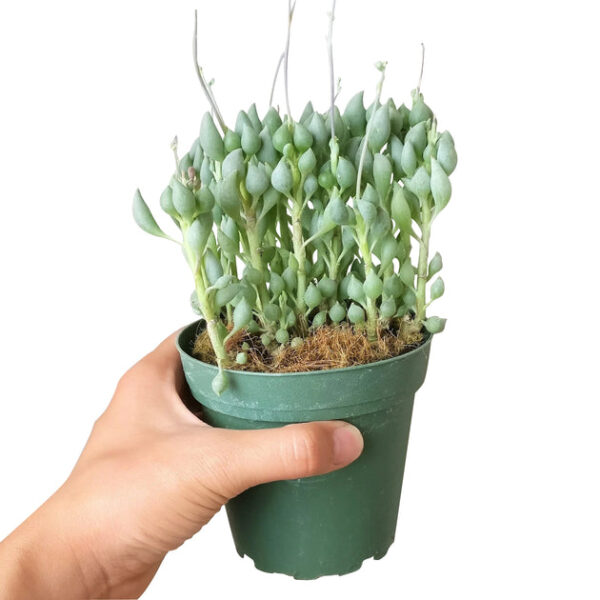 Senecio Citriformis Succulents - Image 4