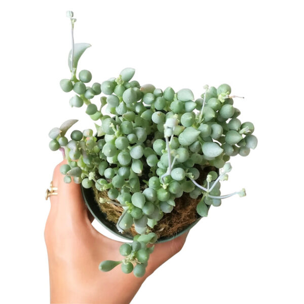 Senecio Citriformis Succulents - Image 5