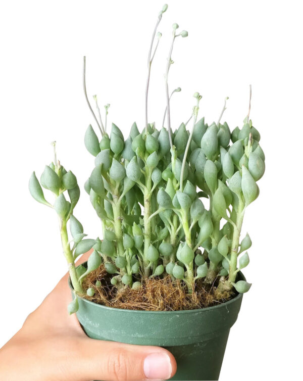 Senecio Citriformis Succulents - Image 6