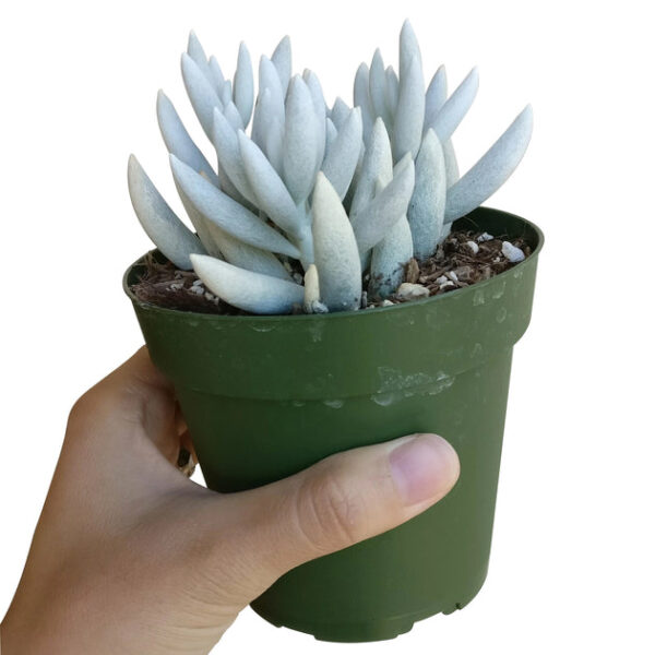Senecio Cocoon Plant - Image 5