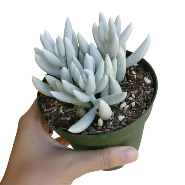 Senecio Cocoon Plant - Image 7