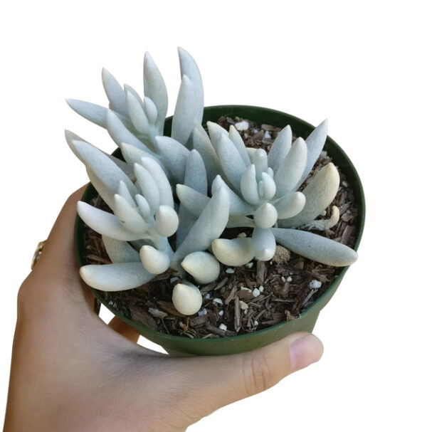 Senecio Cocoon Plant - Image 8