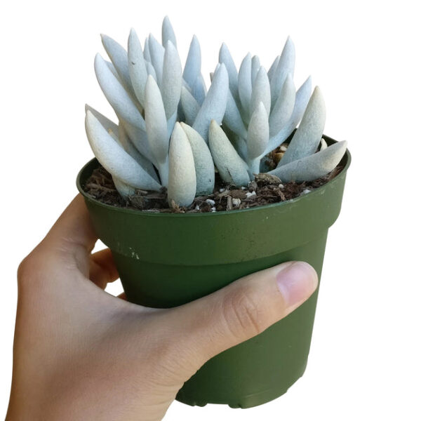 Senecio Cocoon Plant - Image 9