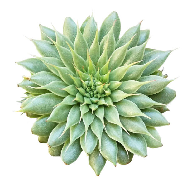 Graptoveria Silver Star - Image 3