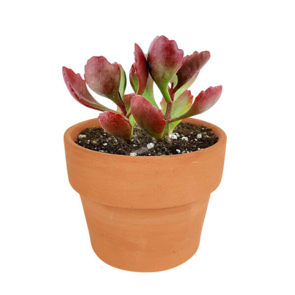 Six Angled Kalanchoe - Image 9