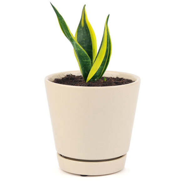 Snake Plant Sansevieria Gold Flame - Image 8