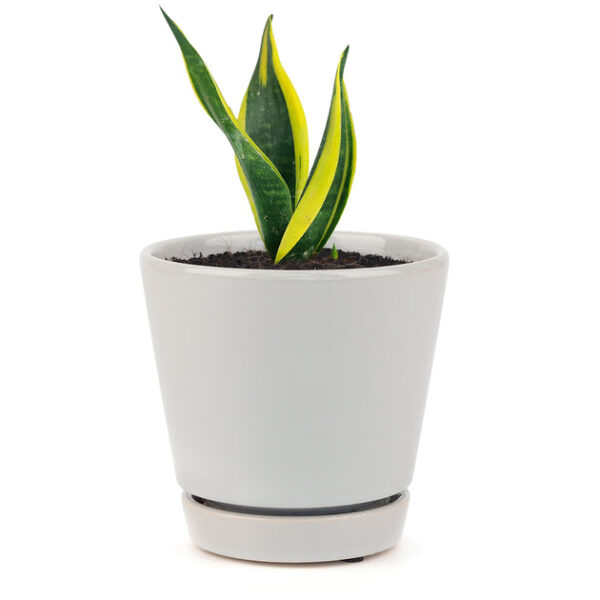 Snake Plant Sansevieria Gold Flame - Image 7