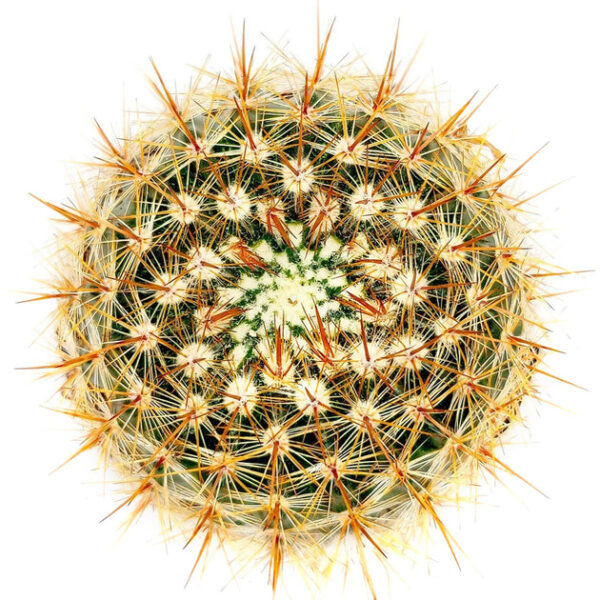 Mammillaria Spinosissima Cactus