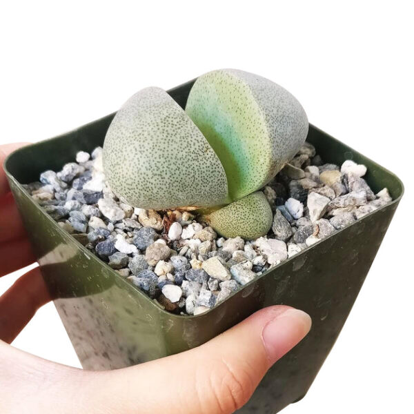 Split Rock Pleiospilos Nelii Cactus - Image 8