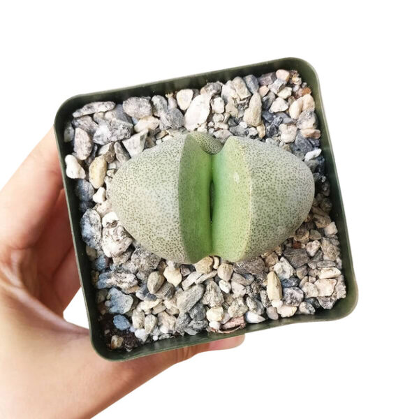 Split Rock Pleiospilos Nelii Cactus - Image 7