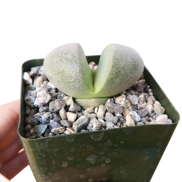Split Rock Pleiospilos Nelii Cactus - Image 6