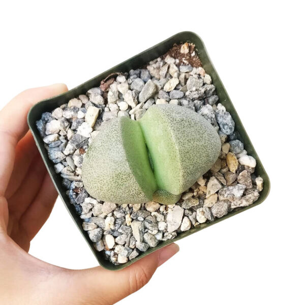 Split Rock Pleiospilos Nelii Cactus - Image 9