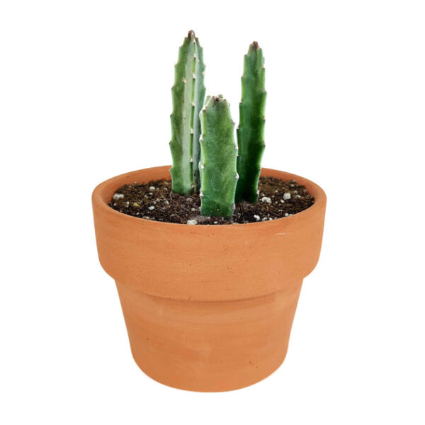Stapelia Gigantea Cactus - Image 7