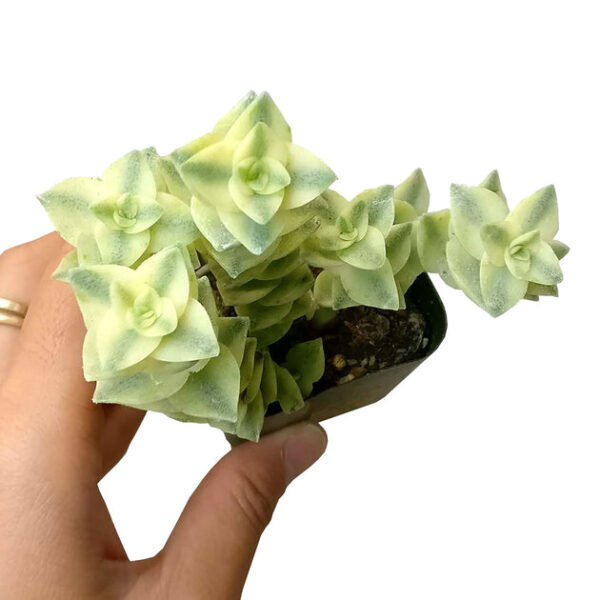 Variegated String of Buttons - Image 3