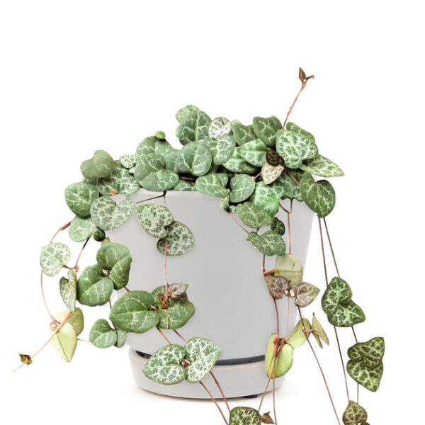 6" String Of Hearts Ceropegia Woodii - Image 8