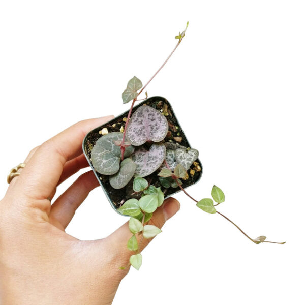 String Of Hearts Ceropegia woodii - Image 8