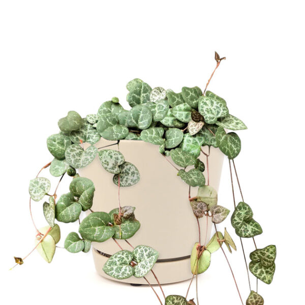 6" String Of Hearts Ceropegia Woodii - Image 6