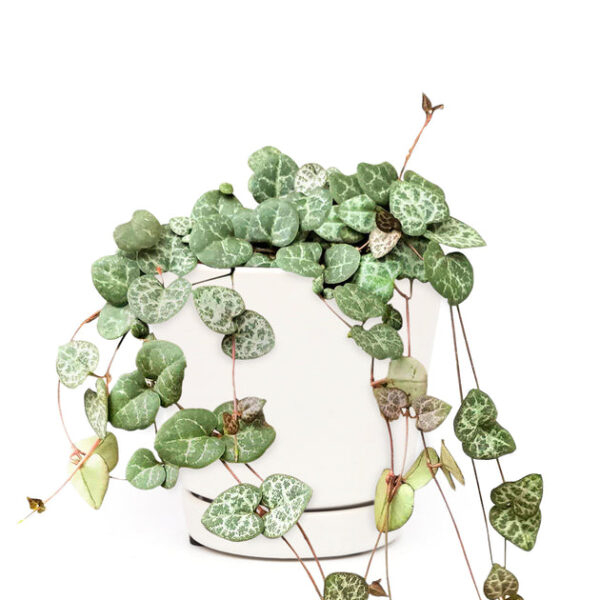 6" String Of Hearts Ceropegia Woodii - Image 7