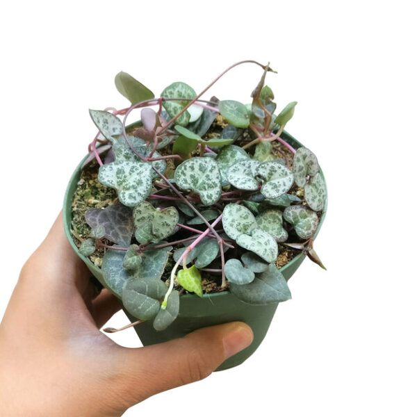 String Of Hearts Ceropegia woodii - Image 5