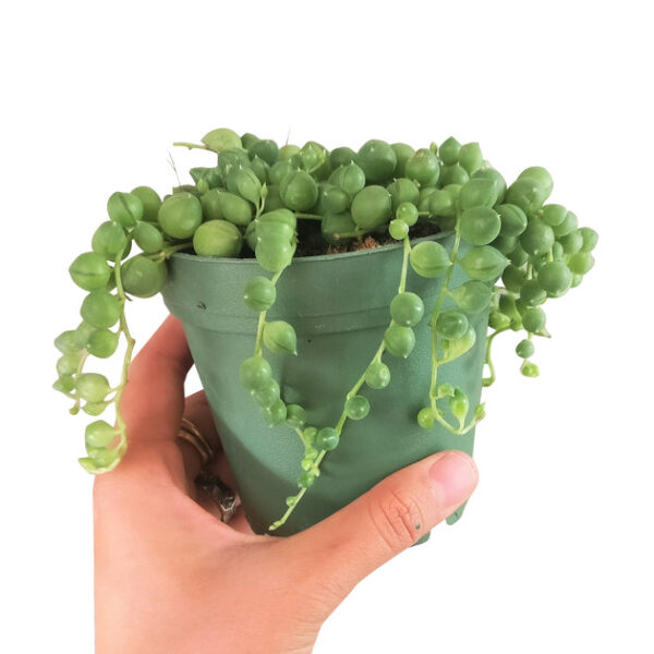 String Of Pearls Senecio Rowleyanus - Image 9