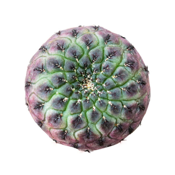 Sulcorebutia Rauschii Purple Cactus