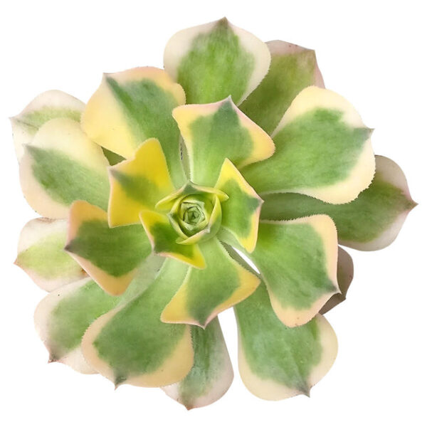 Aeonium Sunburst Copper Pinwheel - Image 2