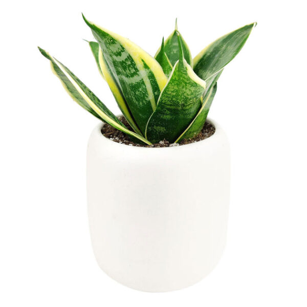 Sansevieria Ocean Star - Image 5