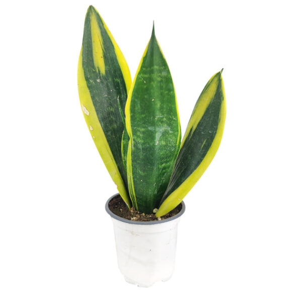 Snake Plant Sansevieria Gold Flame - Image 2