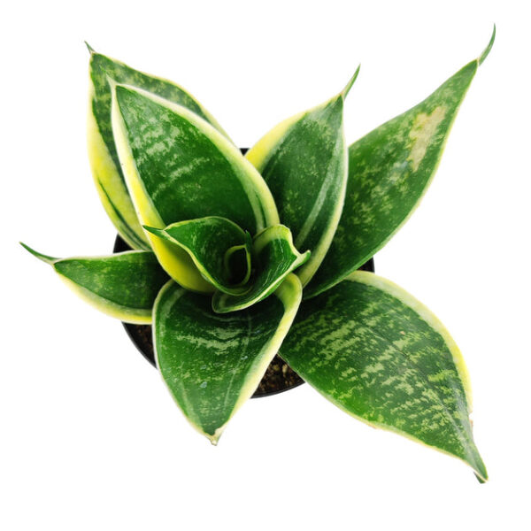 Sansevieria Ocean Star - Image 2