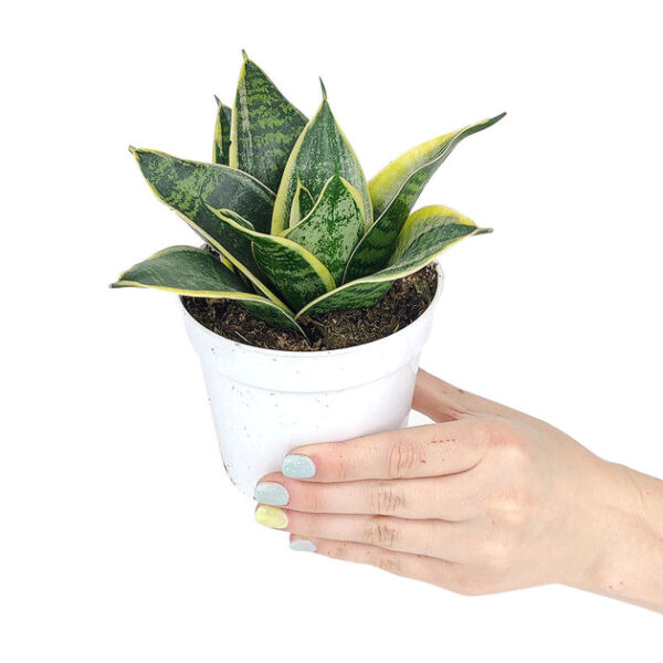 Sansevieria Ocean Star - Image 3