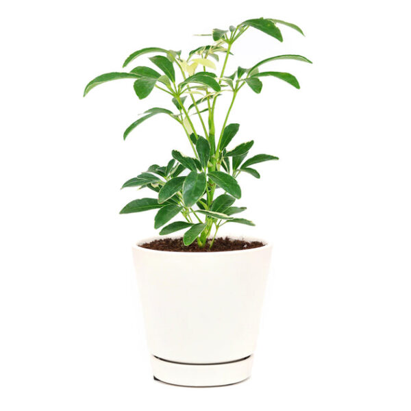 Schefflera Arboricola Variegated - Image 4
