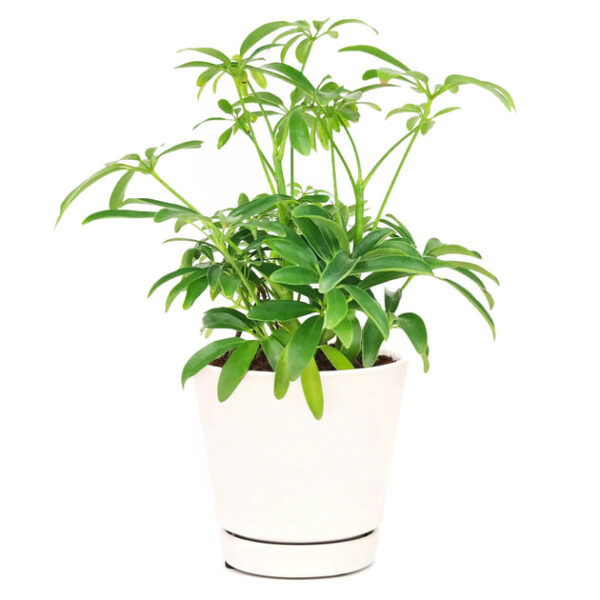 Schefflera Arboricola - Image 4